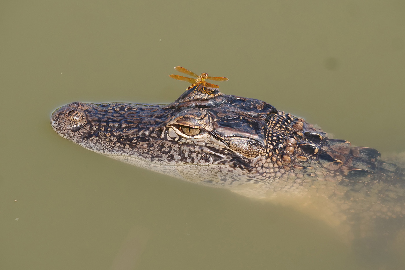 American Alligator